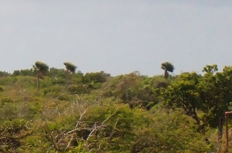 Sabal lougheediana photo 5