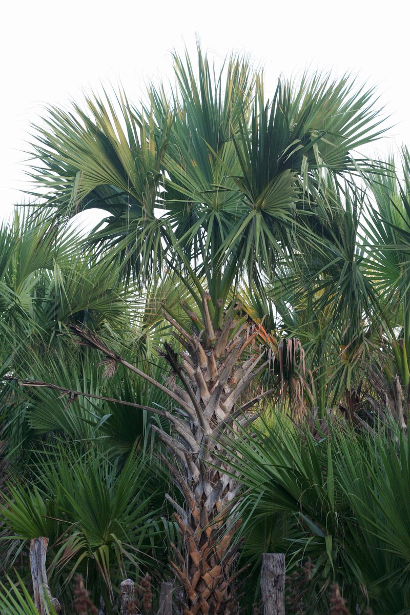 Rio Grande Palmetto