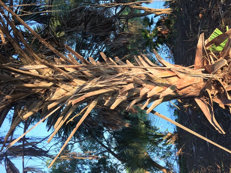 Rio Grande Palmetto photo 2