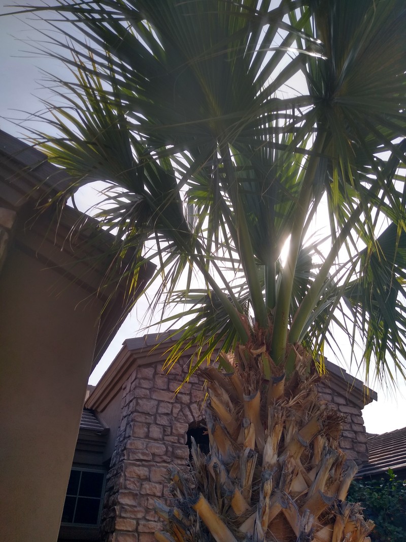 Rio Grande Palmetto photo 3