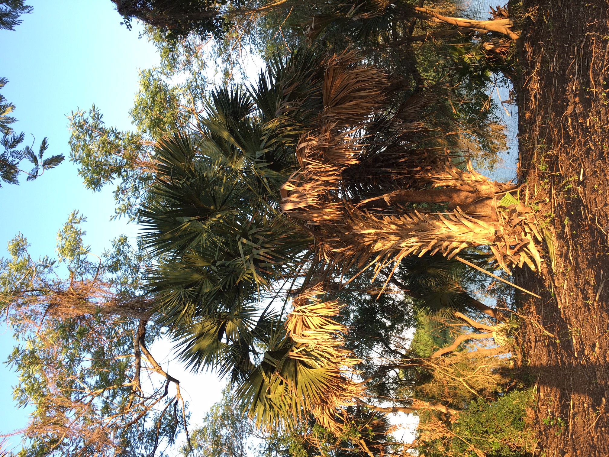 Rio Grande Palmetto photo 5