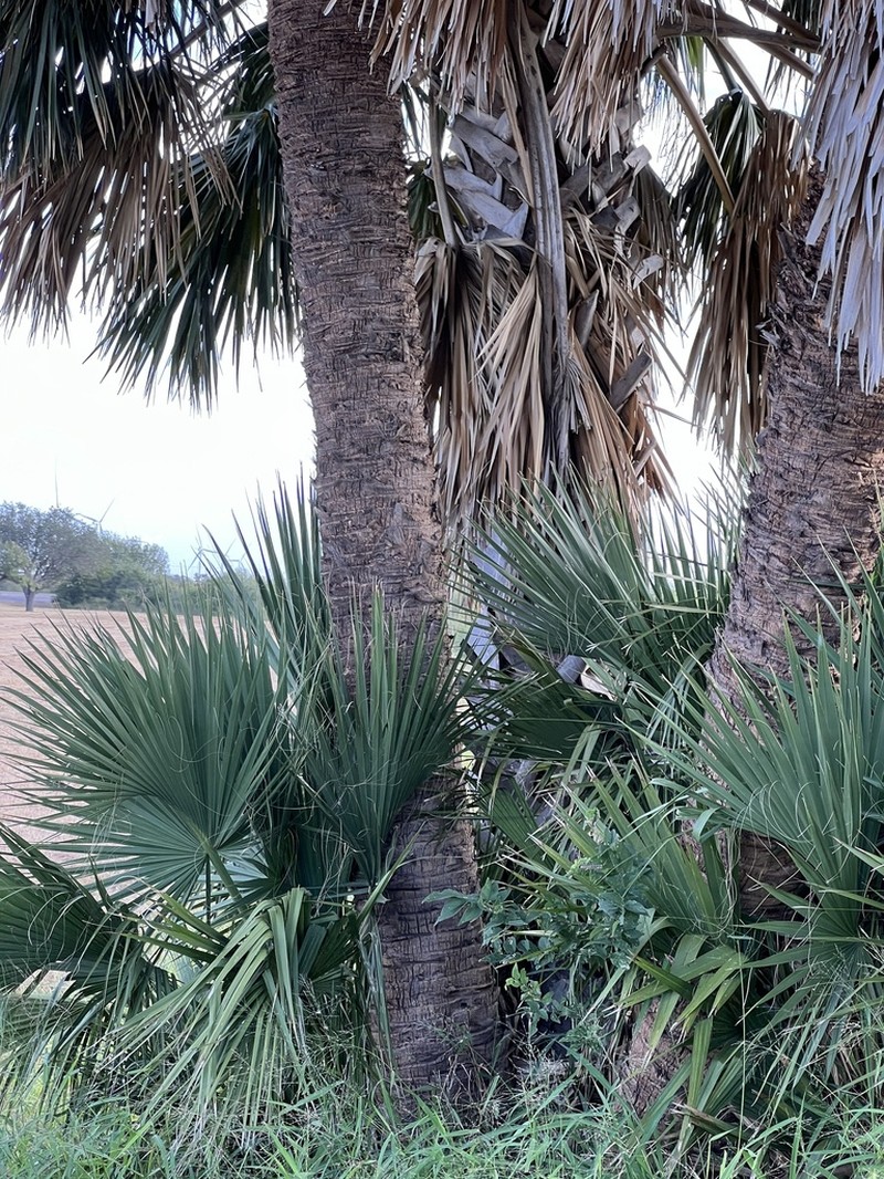 Rio Grande Palmetto photo 6