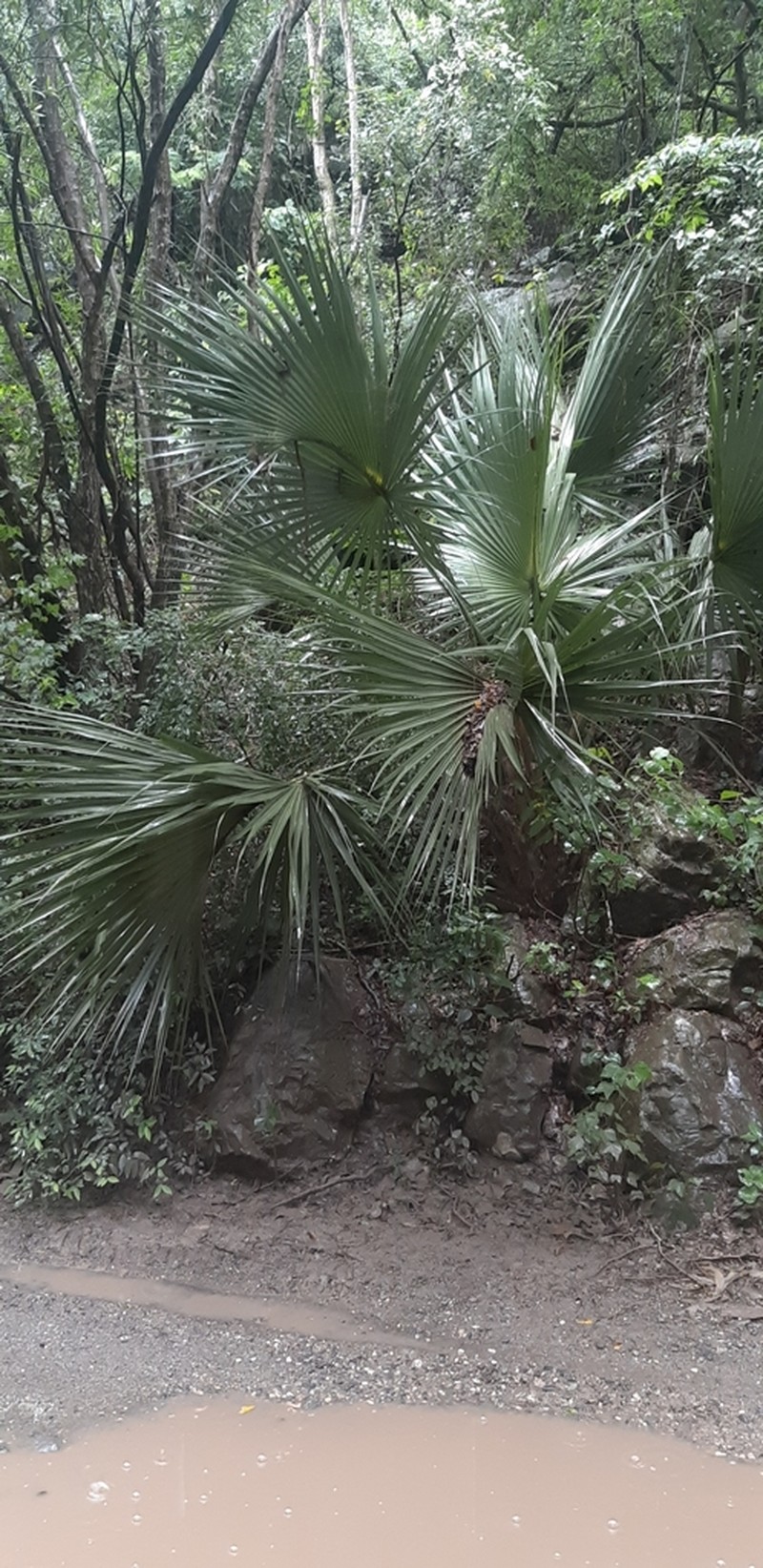 Rio Grande Palmetto photo 7