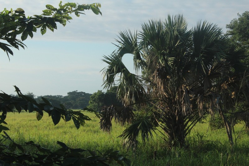 Rio Grande Palmetto photo 8