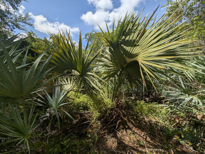 Sabal miamiensis