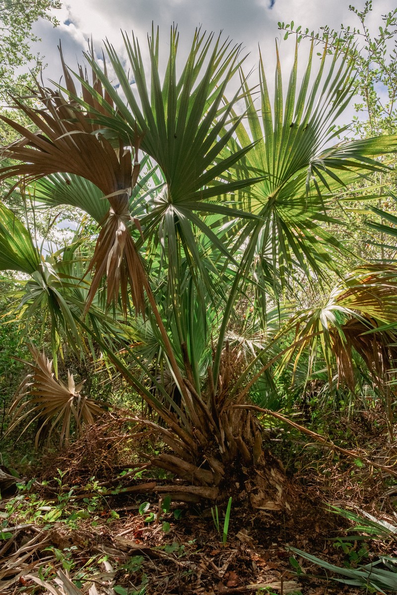 Sabal miamiensis photo 2