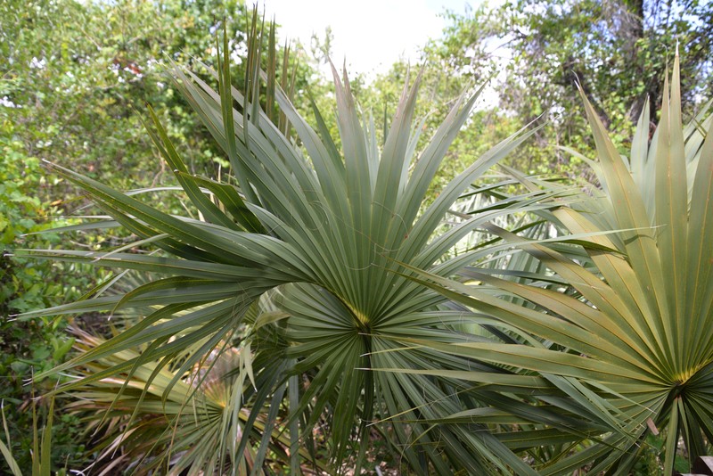 Sabal miamiensis photo 3
