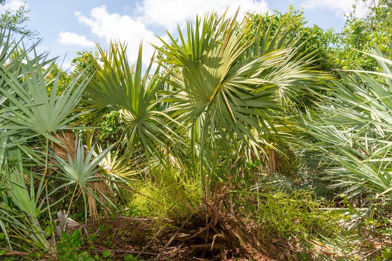 Sabal miamiensis photo 5