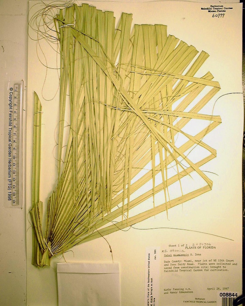 Sabal miamiensis photo 6