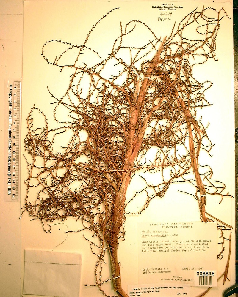 Sabal miamiensis photo 7