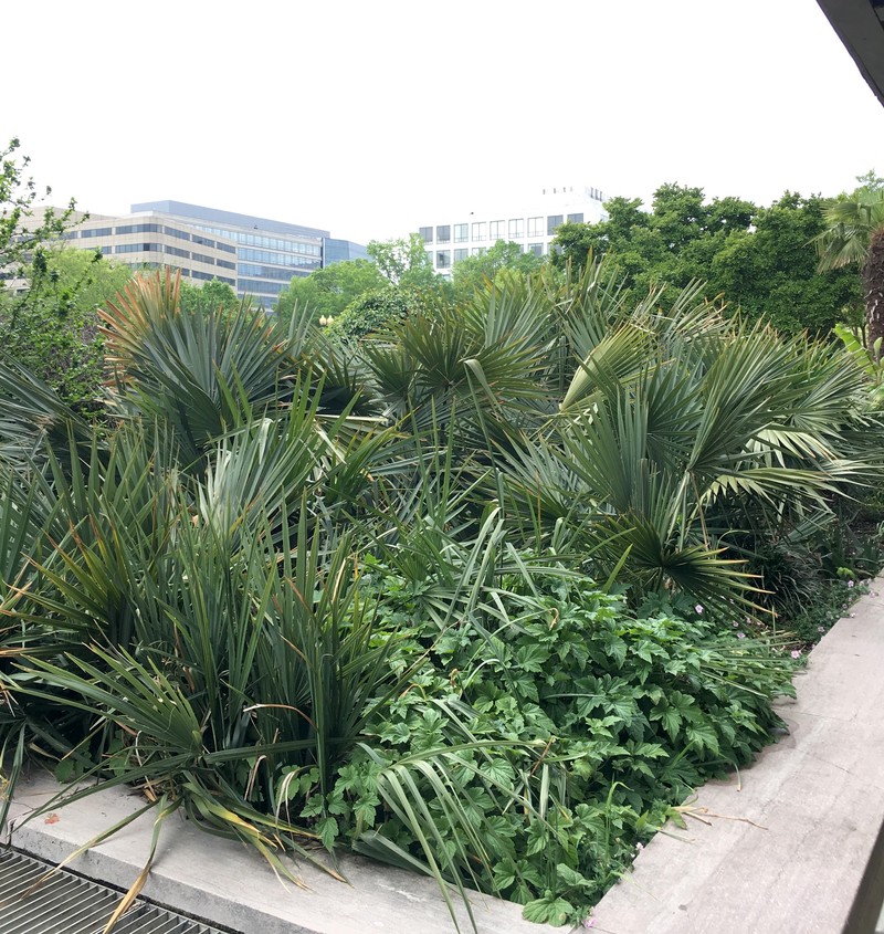 Dwarf Palmetto photo 3