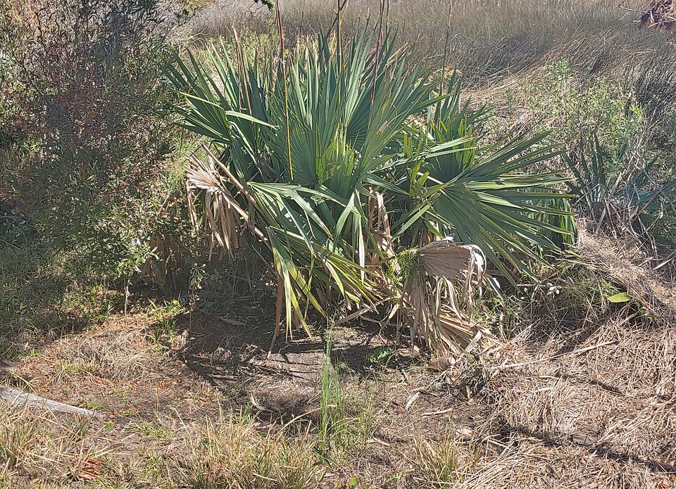 Dwarf Palmetto photo 6