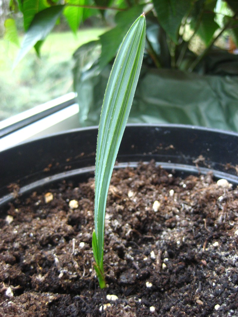 Dwarf Palmetto photo 2