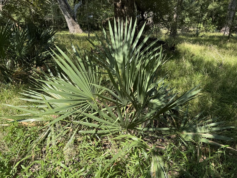 Dwarf Palmetto