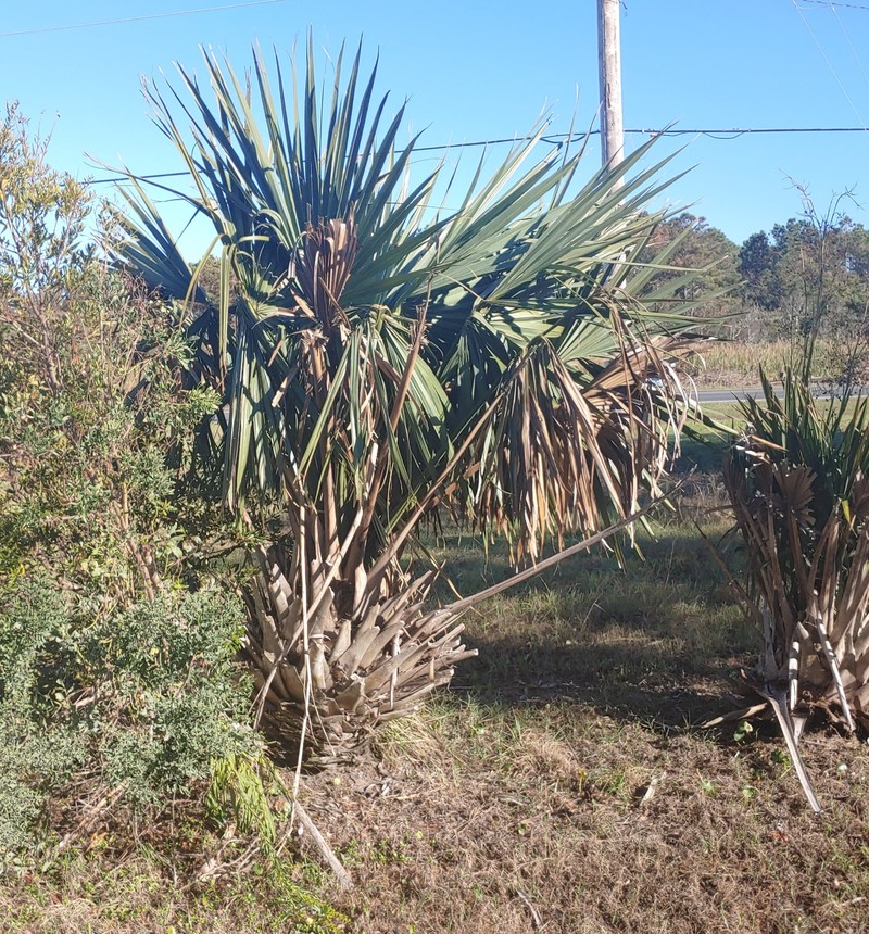 Dwarf Palmetto photo 8