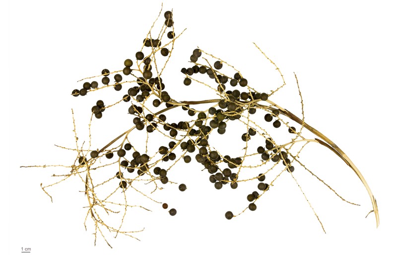 Dwarf Palmetto photo 6