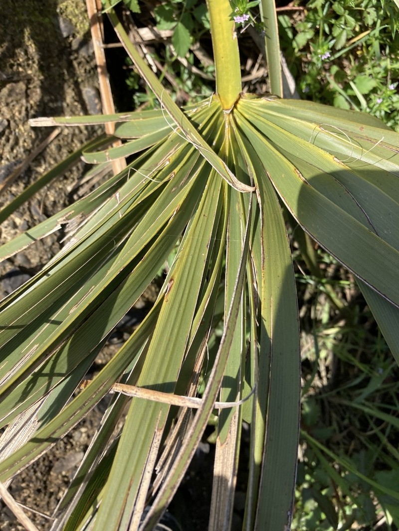 Dwarf Palmetto photo 7