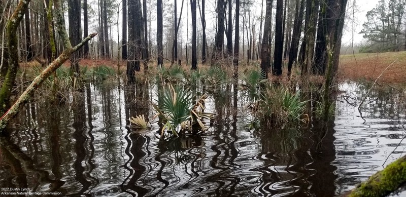Dwarf Palmetto photo 8