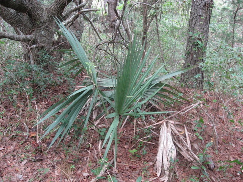 Dwarf Palmetto photo 9