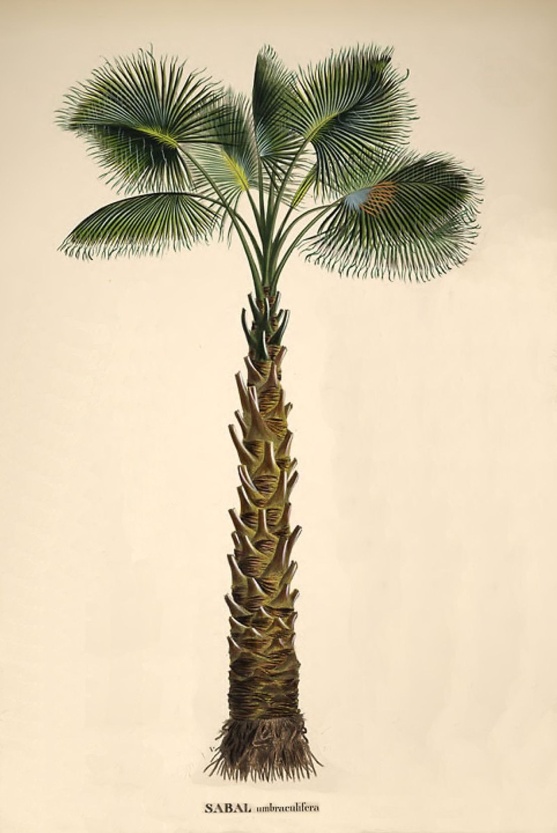 Cabbage Palmetto