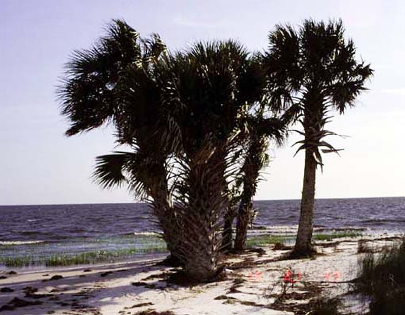 Cabbage Palmetto photo 2