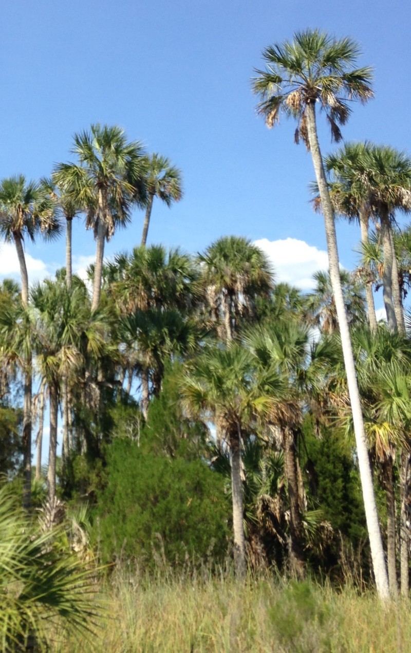 Cabbage Palmetto photo 3