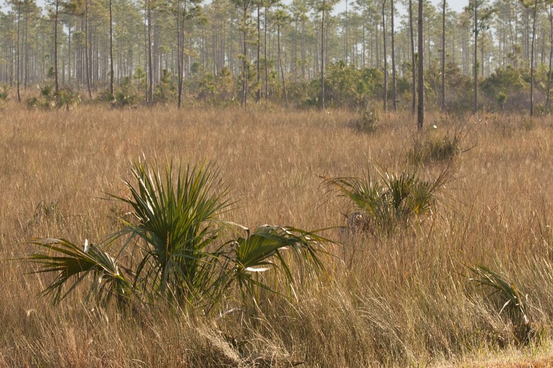 Cabbage Palmetto photo 4