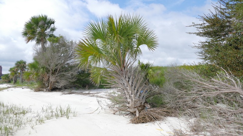 Cabbage Palmetto photo 5