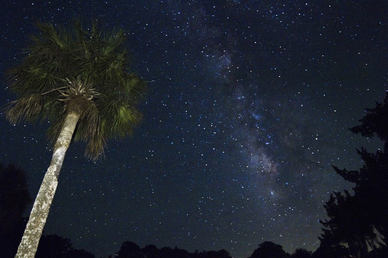 Cabbage Palmetto photo 6