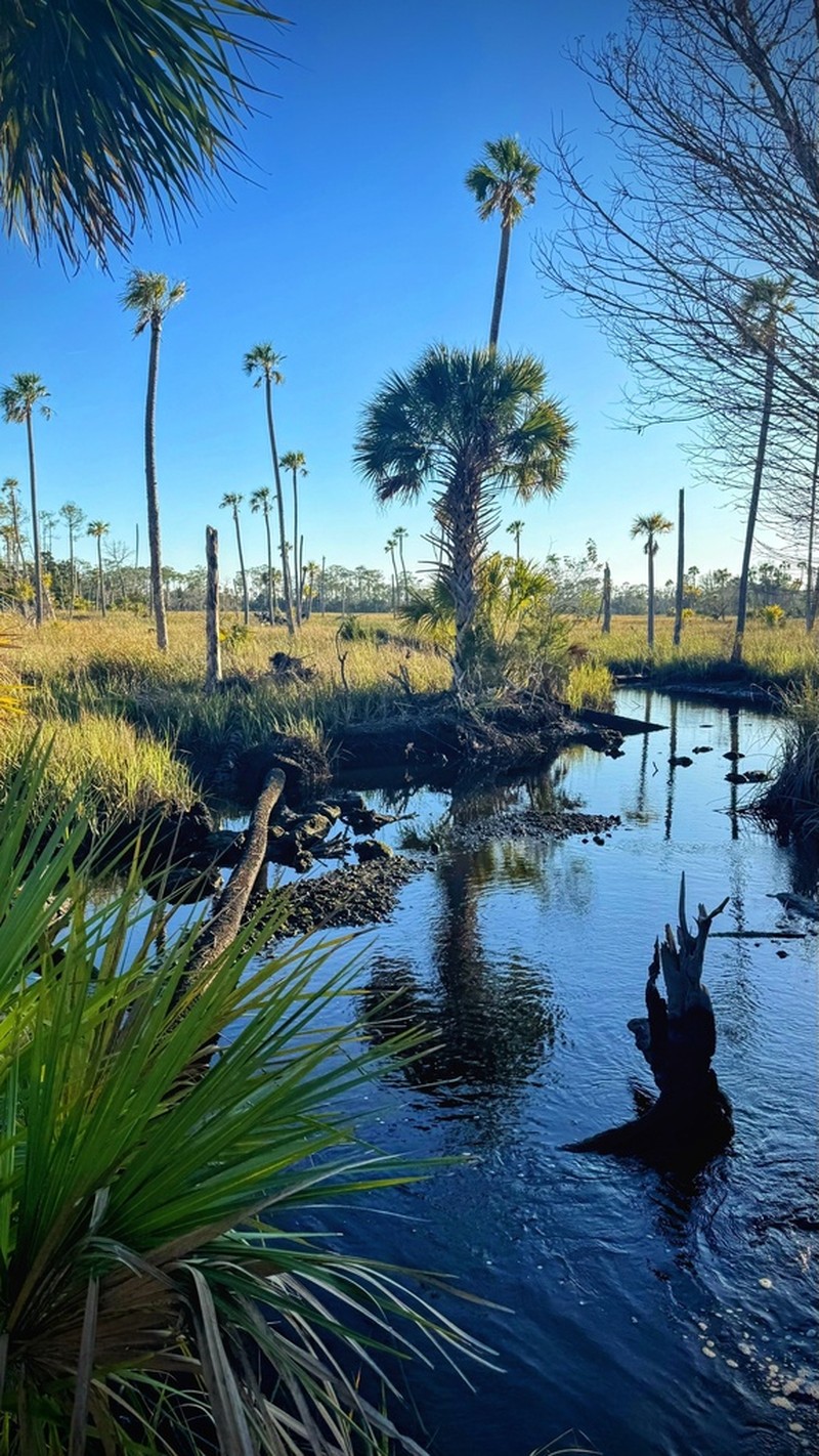 Cabbage Palmetto photo 8