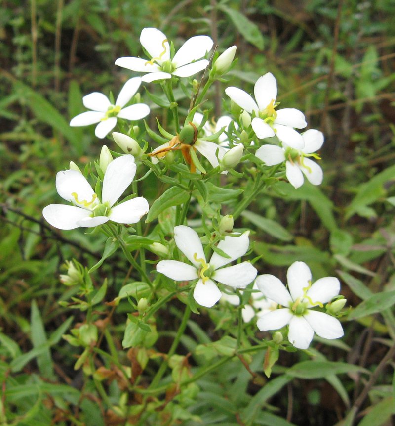 Rosepink photo 6