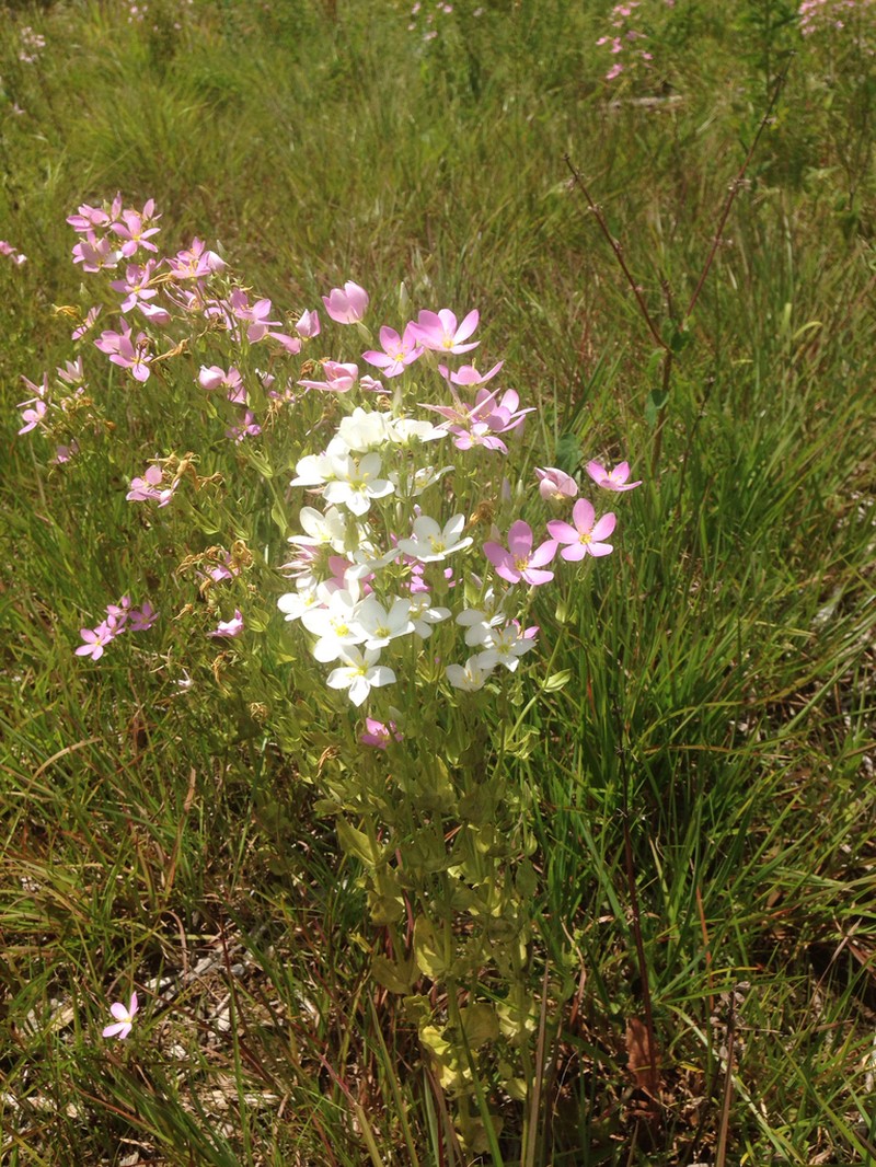 Rosepink photo 3