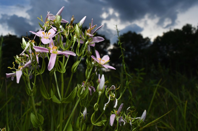 Rosepink photo 5