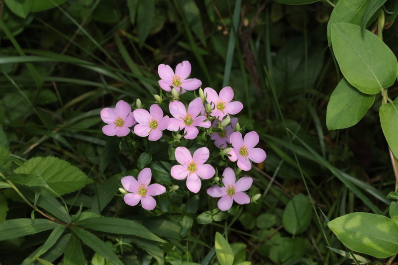 Rosepink photo 6