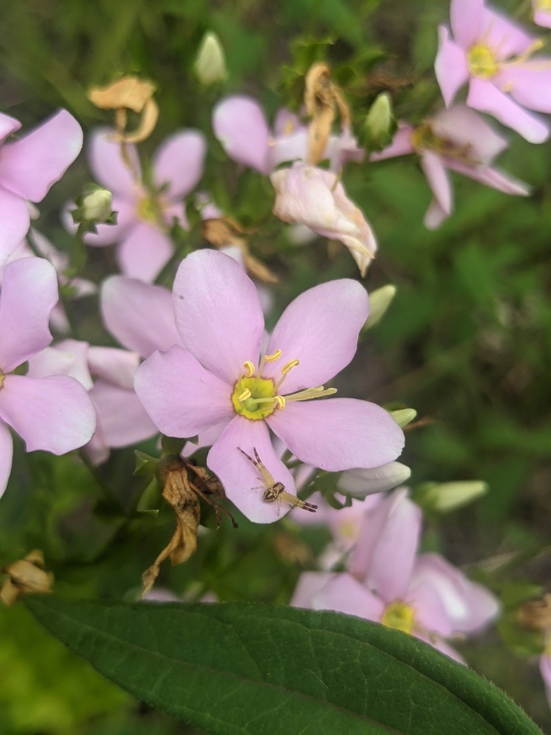 Rosepink photo 7