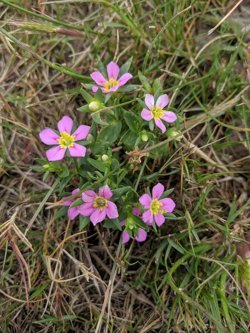 Sand Rose Gentian
