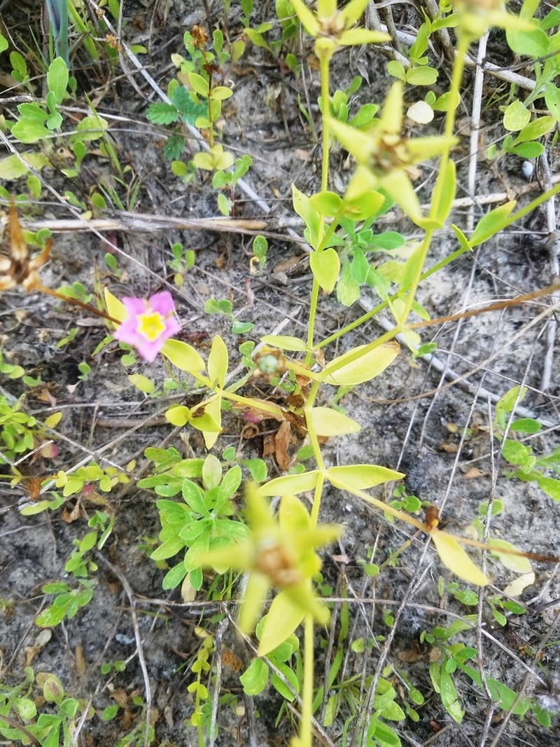 Sand Rose Gentian photo 2