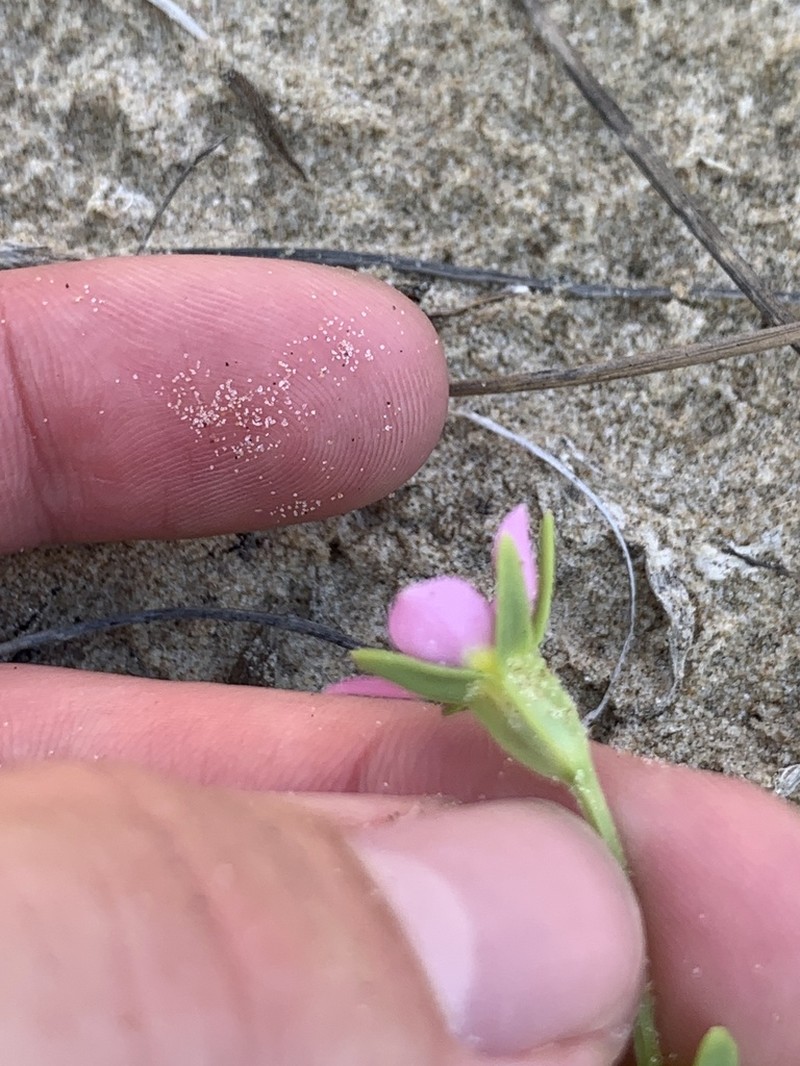 Sand Rose Gentian photo 3