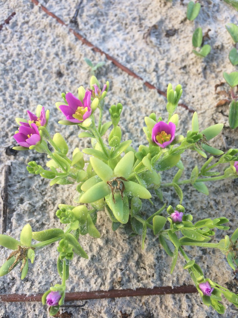 Sand Rose Gentian photo 4