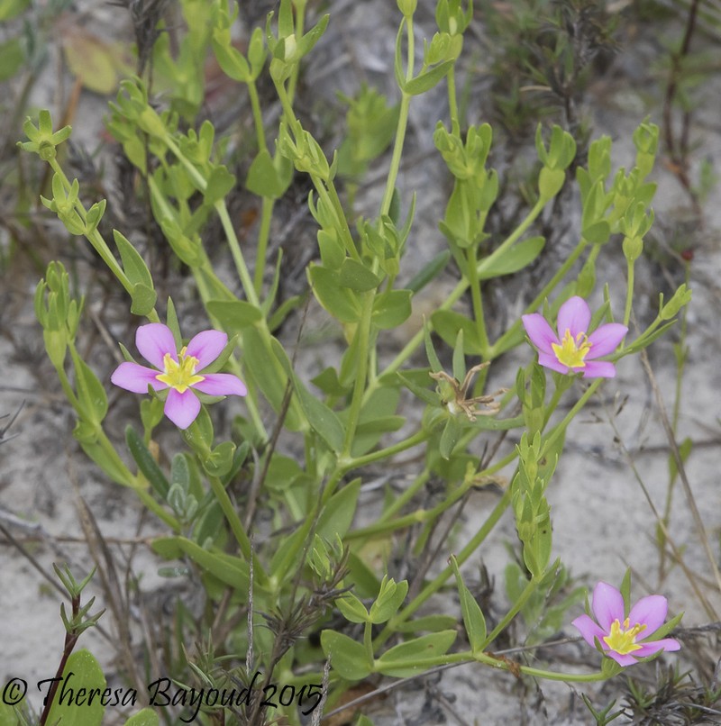Sand Rose Gentian photo 5