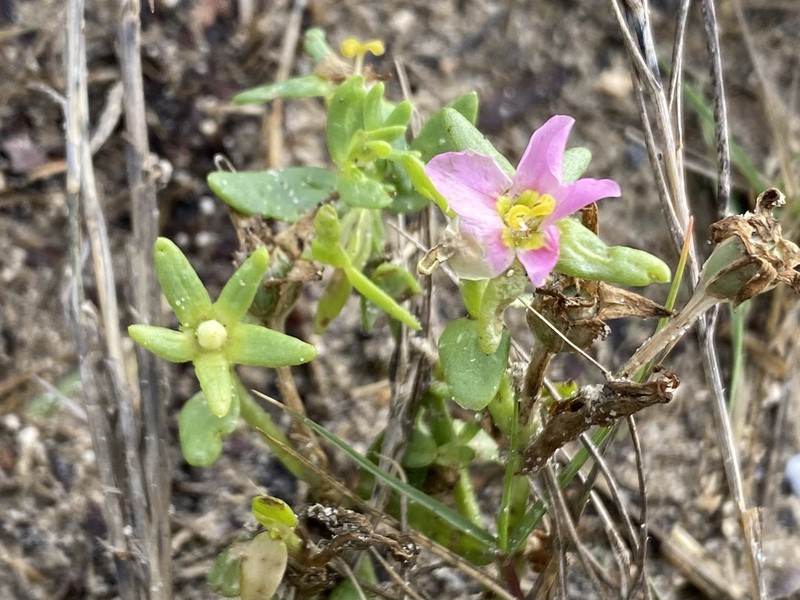 Sand Rose Gentian photo 6