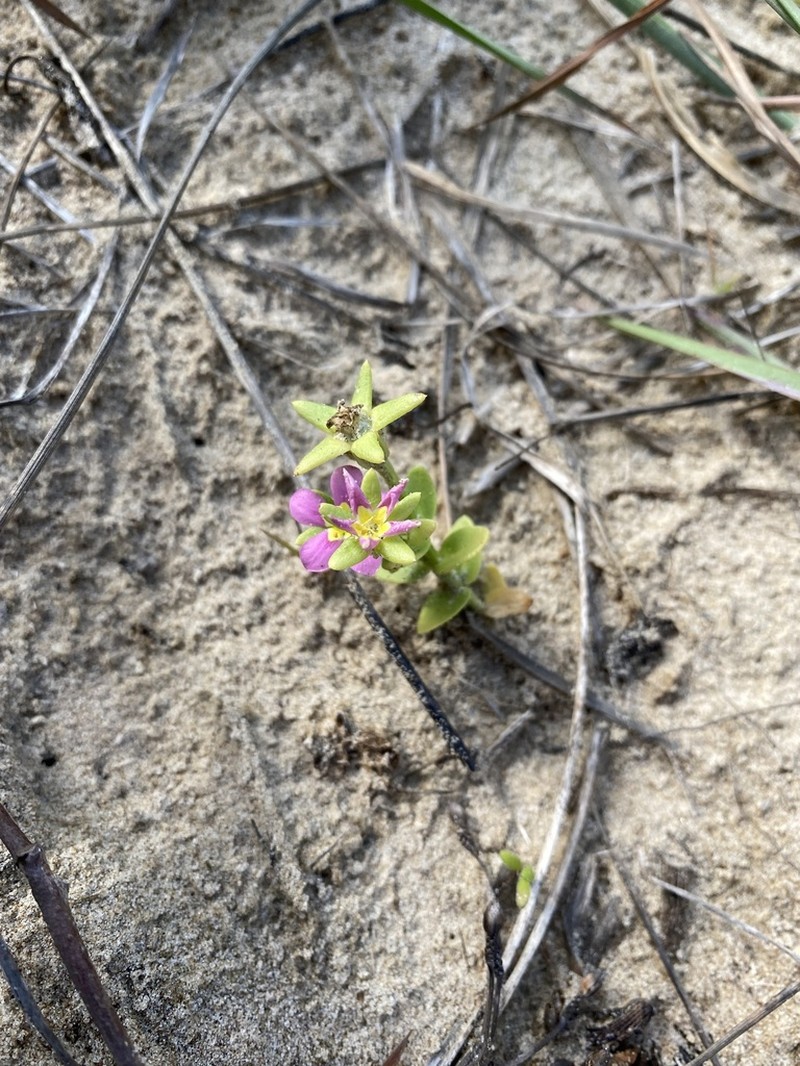 Sand Rose Gentian photo 7