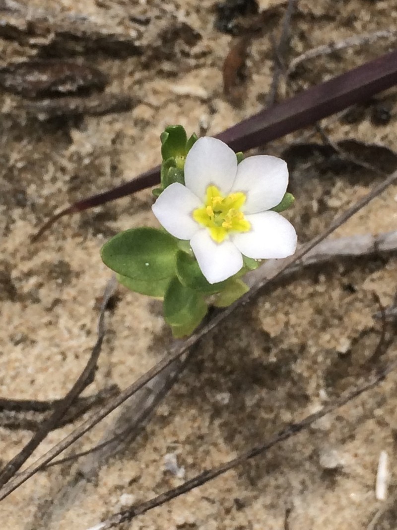 Sand Rose Gentian photo 8
