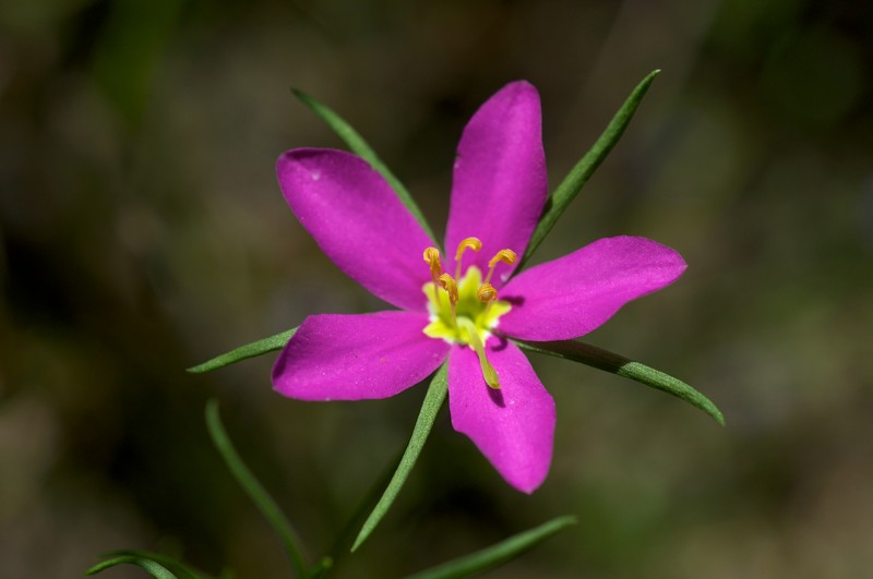 Sabatia arkansana