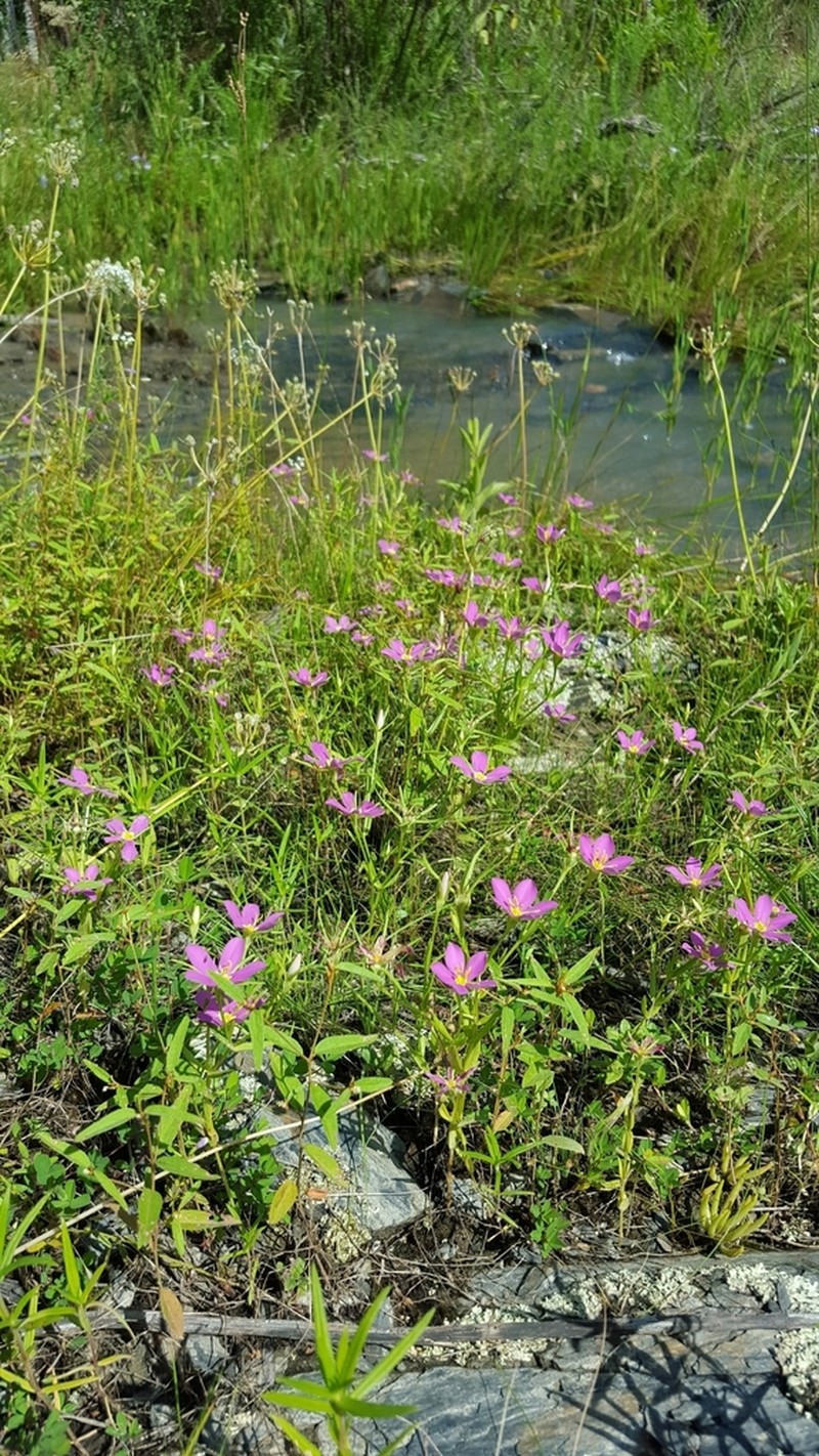 Sabatia arkansana photo 2