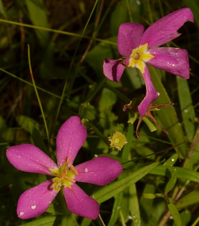 Sabatia arkansana photo 3