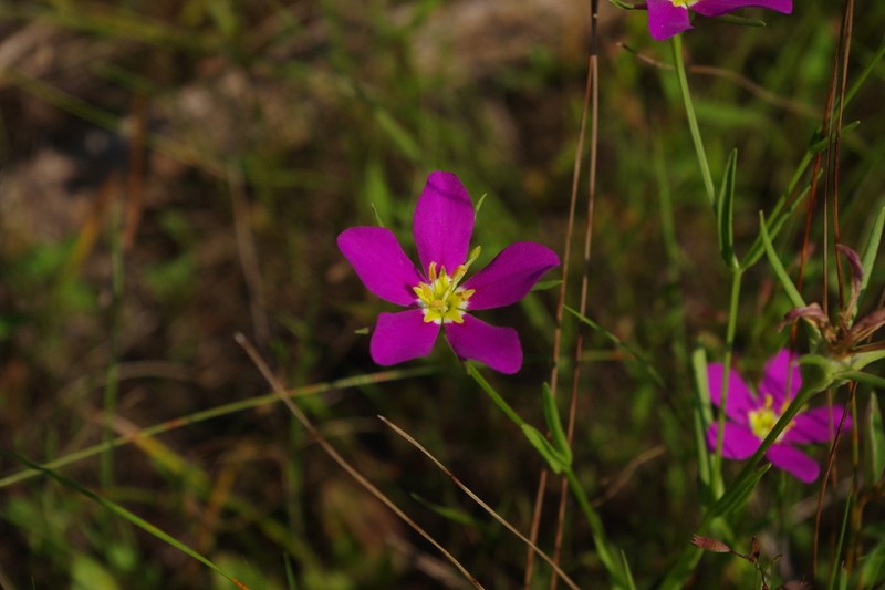 Sabatia arkansana photo 4