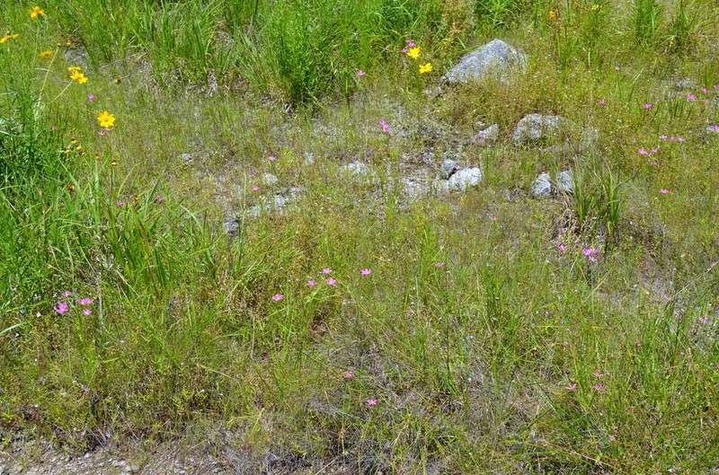 Sabatia arkansana photo 5