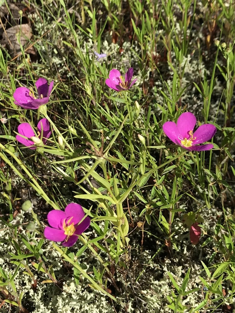 Sabatia arkansana photo 6