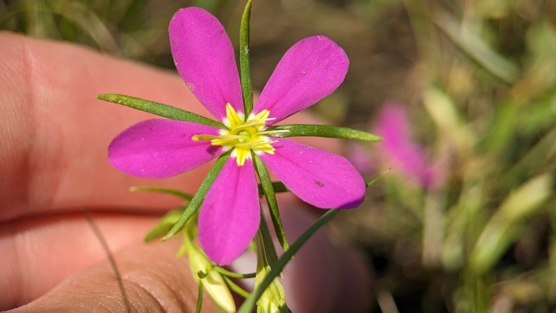 Sabatia arkansana photo 7